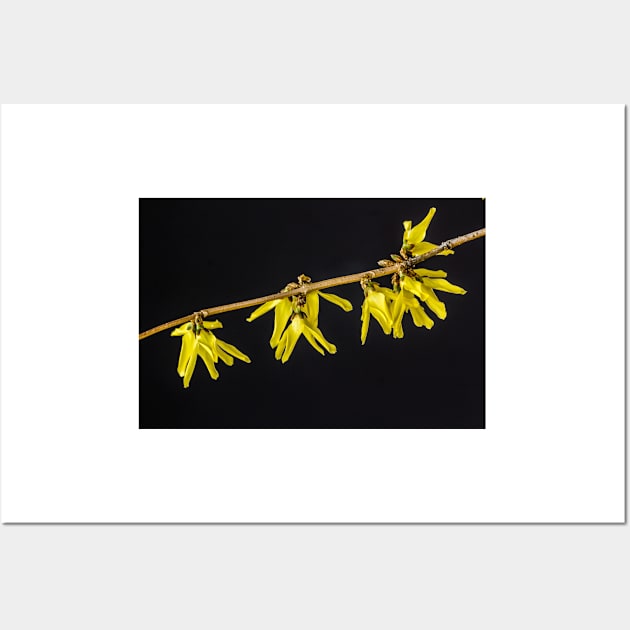 Forsythia 4 Wall Art by Robert Alsop